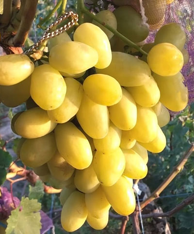 Виноград плодовый Бананас (ранний сорт)