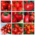 Набор семян томатов "Низкорослые томаты для открытого грунта"