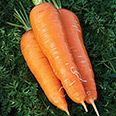 Морковь Ажур (2 гр.)