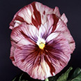 Цветок Виола виттрока Кьянти F1 (10 шт.)