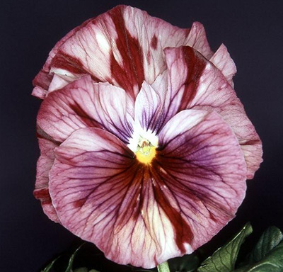 Цветок Виола виттрока Кьянти F1 (10 шт.)