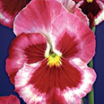 Цветок Виола виттрока Руби Роуз F1 (5 шт.)