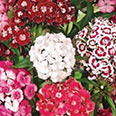 Цветок Гвоздика турецкая Флорида (0,5 гр.) смесь окрасок