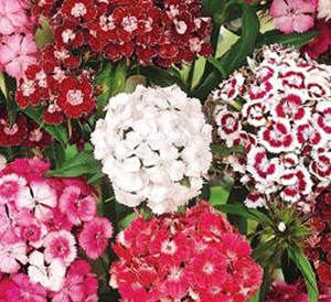 Цветок Гвоздика турецкая Флорида (0,5 гр.) смесь окрасок