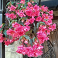 Цветок Бегония Розовый шёлк F1 (ампельная) 10 шт.