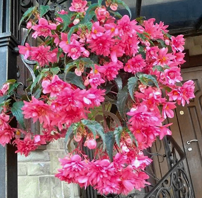 Цветок Бегония Розовый шёлк F1 (ампельная) 10 шт.