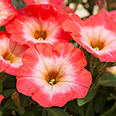 Цветок Петуния Танго Красная с белой горловиной (15 шт.)