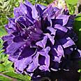 Клематис Вивьян Пеннел (крупноцветковый, махровый)