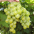 Виноград плодовый Гарольд (очень ранний сорт)