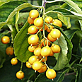 Лиана Древогубец "Диана" (женский сорт)