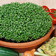 Салат Пикант (кресс-салат) 1 гр.