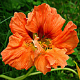 Цветок Настурция Оранжевый луч (1 гр.)