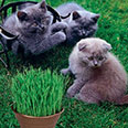 Трава для кошек (семена) 10 гр.