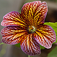 Цветок Сальпиглоссис Смесь окрасок (0,1 гр.)
