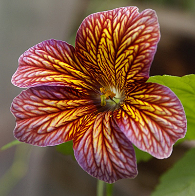 Цветок Сальпиглоссис Смесь окрасок (0,1 гр.)