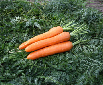 Морковь Натургор (0,3 гр.)