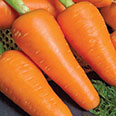 Морковь Шантино (0,3 гр.)