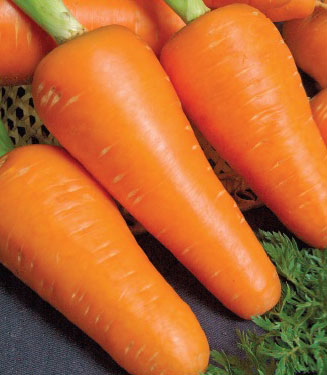 Морковь Шантино (0,3 гр.)