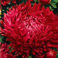 Цветок Астра Багира (пионовидная) 0,2 гр.