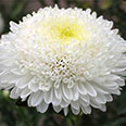 Цветок Астра Белое Солнце (принцесса) 0,2 гр.