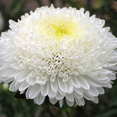 Цветок Астра Белое Солнце (принцесса) 0,2 гр.