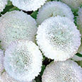 Цветок Астра Бон-Бон (помпонная) 0,2 гр.