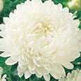 Цветок Астра Соната (пионовидная) 0,2 гр.