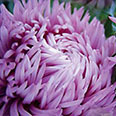 Цветок Астра Фламинго (пионовидная) 0,2 гр.
