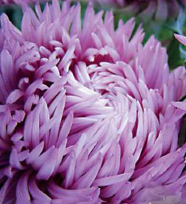 Цветок Астра Фламинго (пионовидная) 0,2 гр.