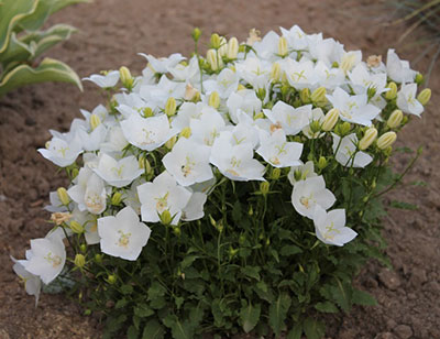 Цветок Колокольчик карпатский Белоснежка (0,1 гр.)