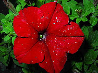 Цветок Петуния Марика F1 (гибридная, многоцветковая) 20 шт.