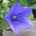 Цветок Платикодон Голубое Озеро (0,1 гр.)
