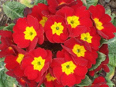 Цветок Примула Аккорд красный (5 шт.)