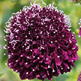 Цветок Скабиоза Лариса (0,1 гр.)
