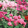 Цветок Цикламен персидский Домино (0,05 гр.)