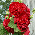 Цветок Шток-роза Красна-девица (0,1 гр.)