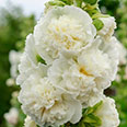 Цветок Шток-роза Медуница (0,1 гр.)