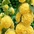 Цветок Шток-роза Ника (0,1 гр.)