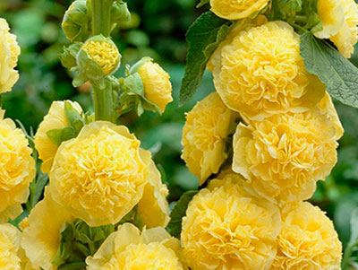 Цветок Шток-роза Ника (0,1 гр.)