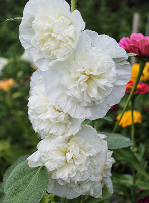 Цветок Шток-роза Рогнеда (0,1 гр.)