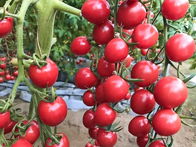 Семена томатов Вишня розовая (0,05 гр) Семена томатов Вишня розовая (0,05 гр)