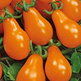 Томат Груша оранжевая (0,05 гр)
