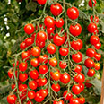 Томат Каскад рябиновый (0,05 гр)