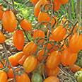 Томат Чио-чио-сан оранжевый (0,05 гр)