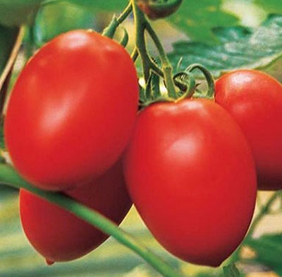 Семена томатов Сливка медовая (красная) (0,05 гр)