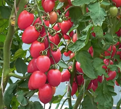Семена томатов Розовая жемчужина (0,05 гр) Семена томатов Розовая жемчужина (0,05 гр)