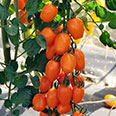 Томат Клубничка оранжевая F1 (4 шт.)