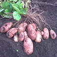 Семенной картофель "Ажур" (2кг, Элита)