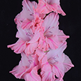 Гладиолус "Небоскрёб" крупноцветковый (5 шт. в упаковке)