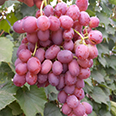 Виноград плодовый Щелкунчик (среднеспелый сорт)